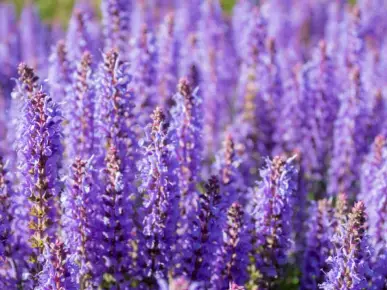 Immagine di Pulire la lavanda