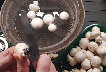 INSALATA DI FUNGHI CHAMPIGNON preparazione 0